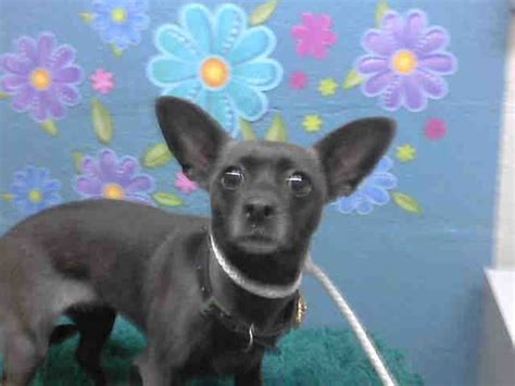 Urgent This Black Female Chihuahua Smooth Coated Mix About 2 Yrs