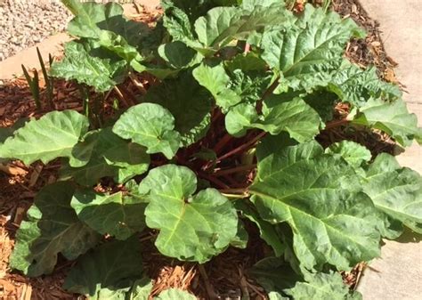 Rhubarb ~ 10 Great Reasons To Know And Grow This Amazing