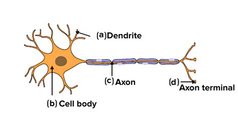 Label The Parts Of A Neuron In The Figure