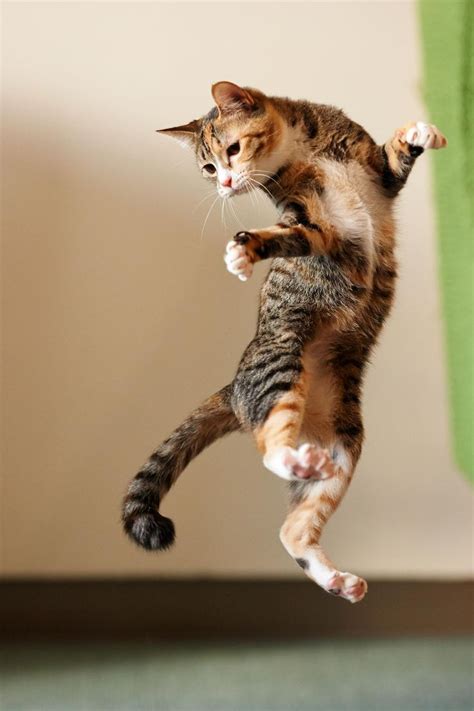 68 Best Cats In Action Images On Pinterest Kitty Cats Jumping Cat