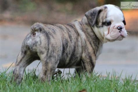 The bulldog has a broad shoulder which matches with the head. Meet Bacon a cute Olde English Bulldogge puppy for sale ...