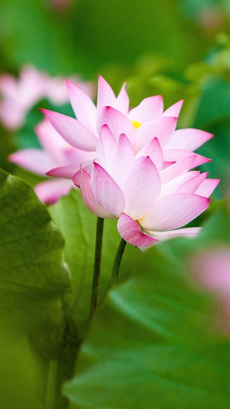 Lotus Flowers Wallpaper Hd