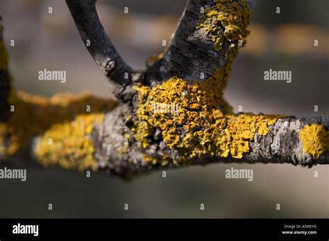 Fungus Growing On A Dead Tree Branch Stock Photo Alamy