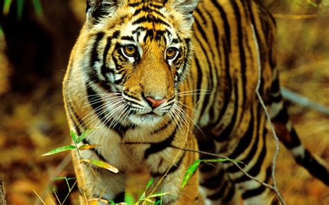 154 Tiger Wallpapers Hd Backgrounds Free Download Baltana