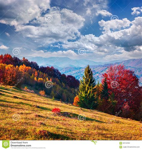 Colorful Autumn Morning In The Carpathian Mountain Forest Stock Image