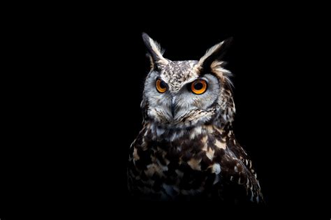 Owl Predator Birds Hd Hd Wallpaper