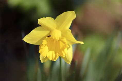 Daffodil Easter Bell Calyx Yellow Free Photo On Pixabay Pixabay