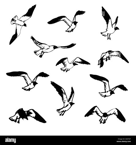 Hand Drawn Flying Seagulls Black And White Illustration Sketch Stock