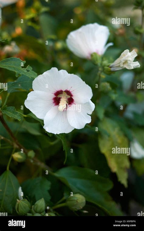 Hibiscus Syriacus Hi Res Stock Photography And Images Alamy