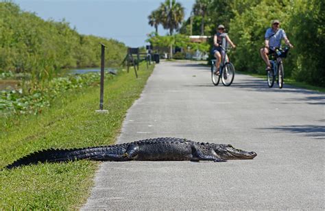 Best Things To Do In Everglades National Park Fl With Map Touropia