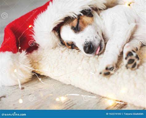 Sleeping Dog In Christmas Hat Stock Image Image Of Background Small