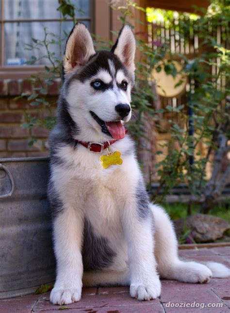 Siberian Husky These Are A Few Of My Favorite Things