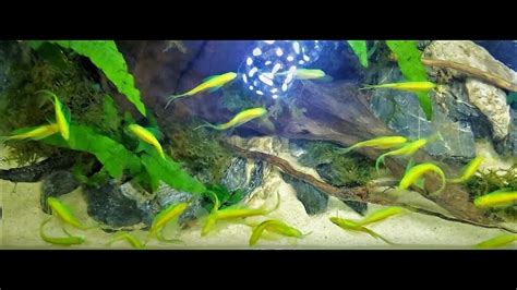 Aquarium Lover Long Fins Neon Green Danios Youtube