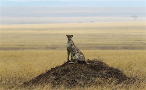 Cheetah Surveys The Horizon Smithsonian Photo Contest Smithsonian
