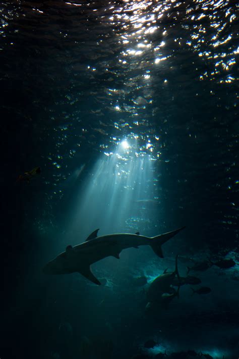 Underwater Wallpaper Desktop Scenes Sharks