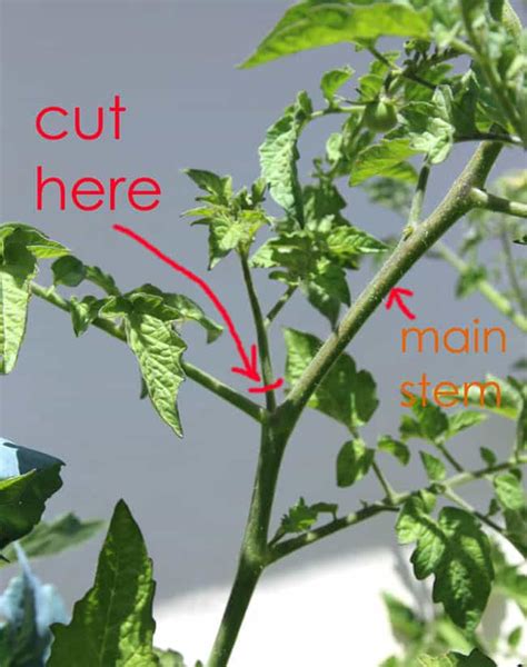How To Grow Tomato Plants From Cuttings In 1 Week A