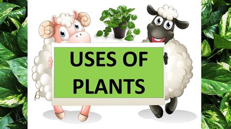 Uses Of Plants Science Educational Video For Kids Youtube