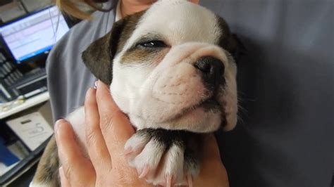 Although not the sole cause, inguinal hernias are genetic conditions and are most. Bulldog puppy with Umbilical Hernia Dr. Kraemer @Vet4Bulldog.com - YouTube