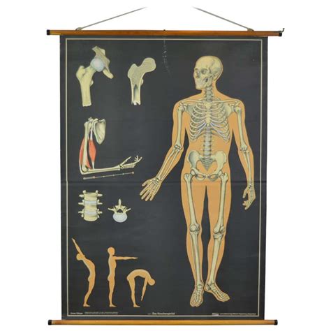 Antique Anatomical Chart Architecture Of The Human Anatomy By E
