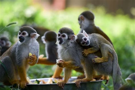 Squirrel Monkeys Cool Off Picture Cutest Baby Animals From Around The