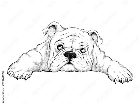 Cute Bulldog Sketch Stock Vector Adobe Stock