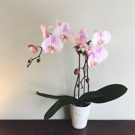 Caring For Orchids Cymbidium Floral
