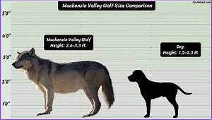 Mackenzie Valley Wolf Size How Big Are They Comparison