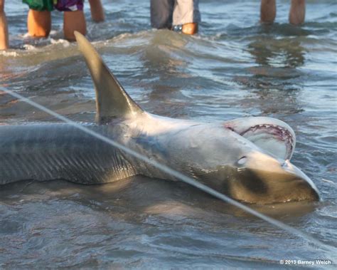 huge tiger shark caught off beach near corpus christi