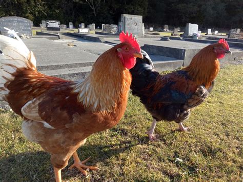 Fowl Play Suspected As Chickens Ruffle Feathers In New Zealand Cemetery