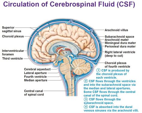 Neurology Neuroanatomy Circulation Of Cerebrospinal Fluid Csf Brain