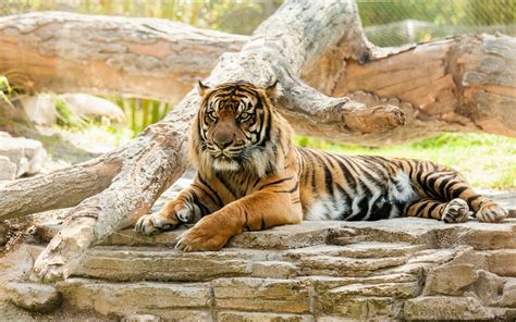 tiger, Cat, Predator, Animal Wallpapers HD / Desktop and Mobile Backgrounds