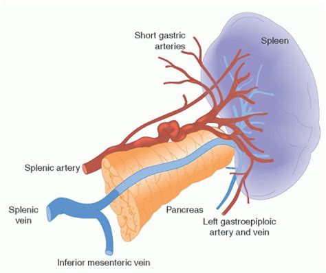 Splenic Artery Anatomy Anatomical Charts And Posters