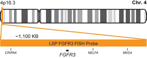 Lsp Fgfr3 Fish Probe Cytotest