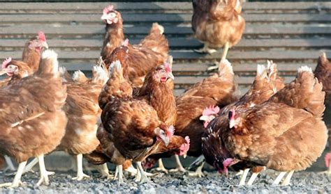 Genetically Modified Chickens Lay Eggs From Different Poultry Breeds Aol