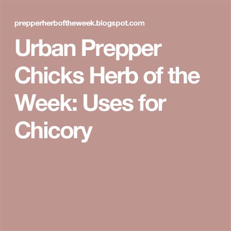 Urban Prepper Chicks Herb Of The Week Uses For Chicory Milkweed