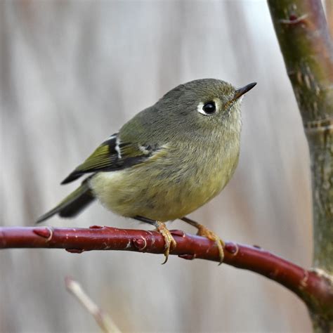 Ruby Crowned Kinglet Perched Briefly In A Salix Daphnoides Steve