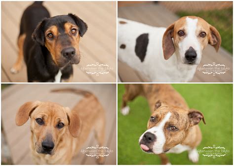 Dogs for adoption at the Wake County SPCA - Raleigh dog photographer