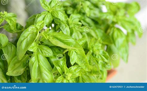 Basil Spice And Medicinal Herb Stock Video Video Of Basil Foliage