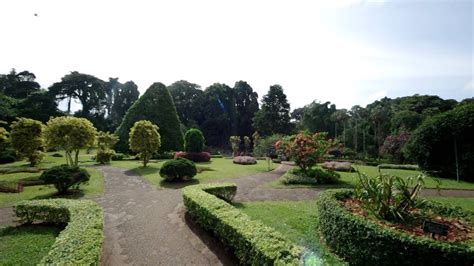 Im Botanischen Garten Peradeniya Sri Lanka Botanic Garden