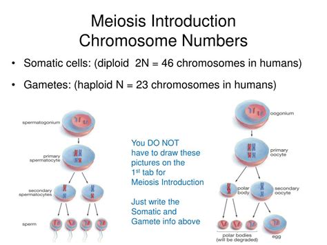 Ppt Meiosis Reduction Division I→pmatc→pmatc Powerpoint