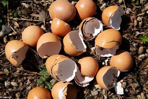 5 Ways To Reuse Eggshells Vital Farms