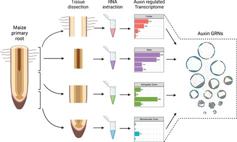 Temporal And Spatial Auxin Responsive Networks In Maize Primary Roots