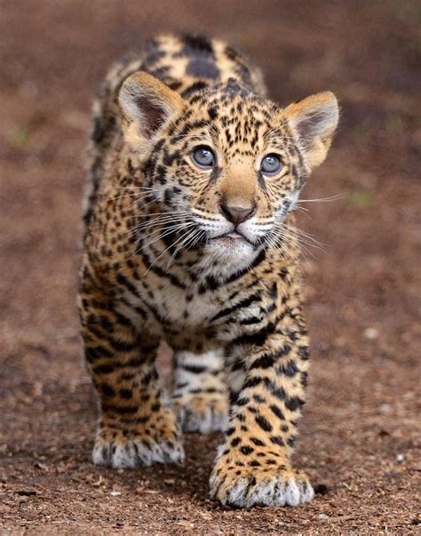 Jaguar Animal Cubs
