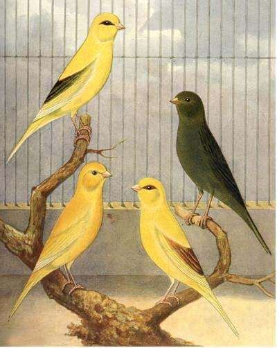 The Three Canary Typessong Color And Type The Caged Bird Sings