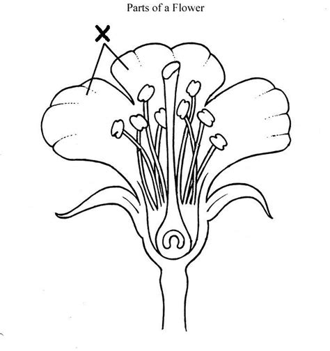 Maybe you would like to learn more about one of these? Plant Reporduction - MCQs - Science - Junior Cert - iRevise