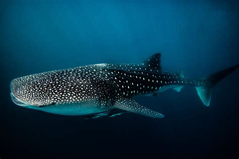 Whale Shark Swim Sean Scott Photography