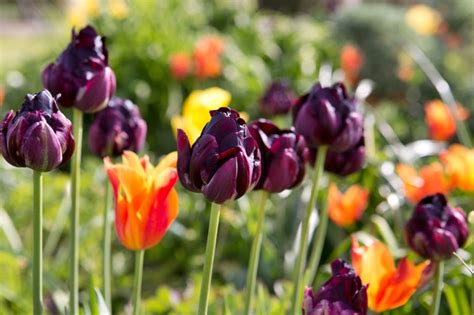 20 Best Spring Flowers Bbc Gardeners World Magazine