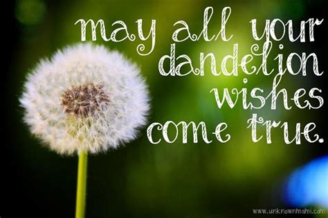 dandelion wishes by claudya dandelion wish dandelion dandelion quotes