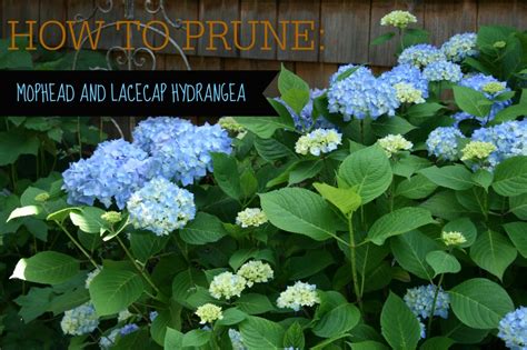 How To Prune Hydrangeas Video Tutorial ⋆ North Coast Gardening Hydrangea