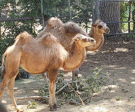 Denver Zoo Welcomes Baby Camels Kudu